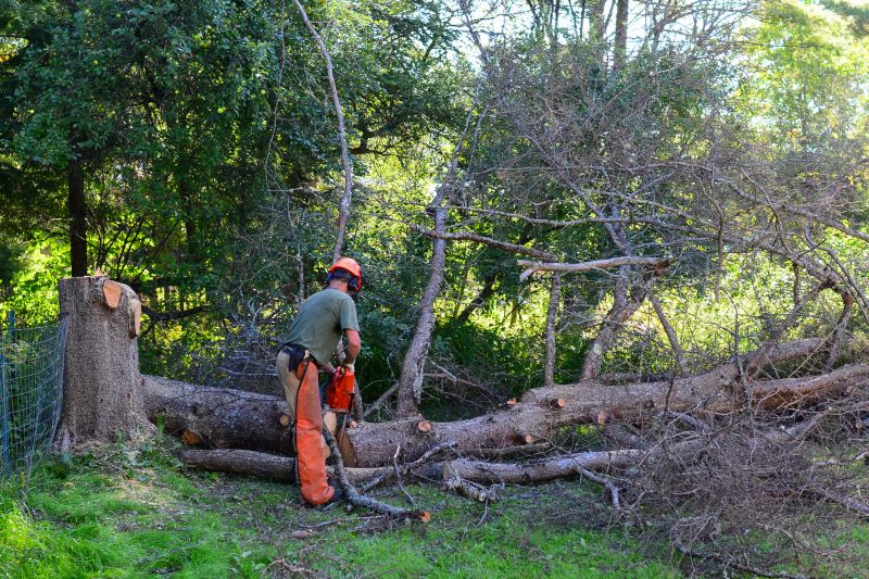 Fallen Tree Removal in Progress