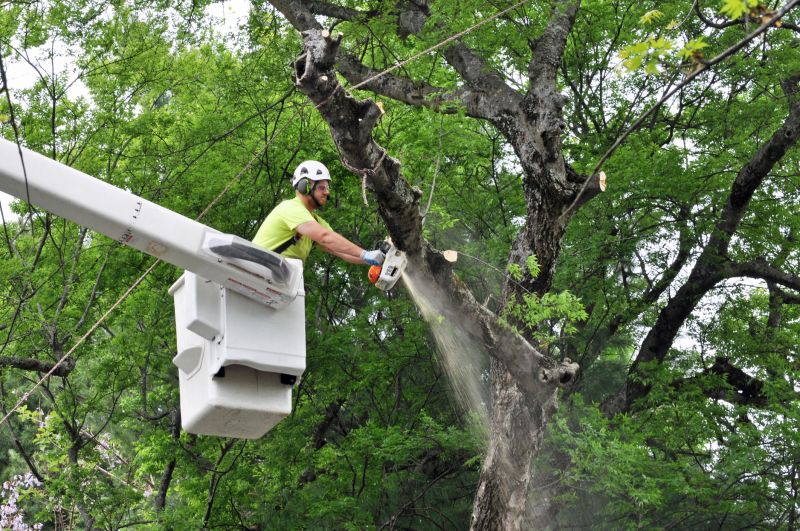 Hickory Tree Removal