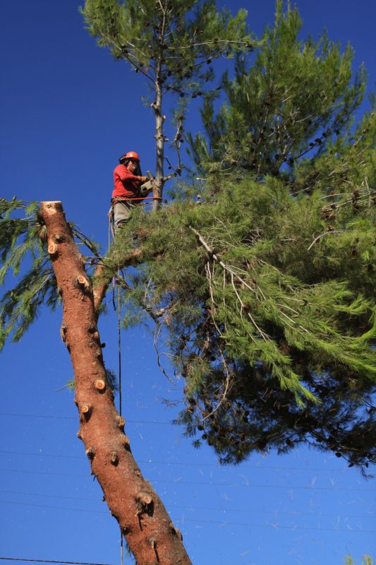 Tree Removal in Winter