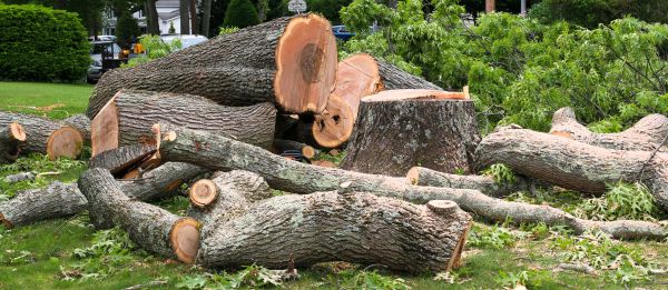 Large Tree Removal in Fishers