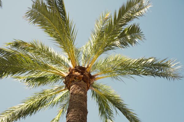 Palm Tree Removal in Fishers