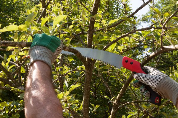 Small Tree Removal in Fishers