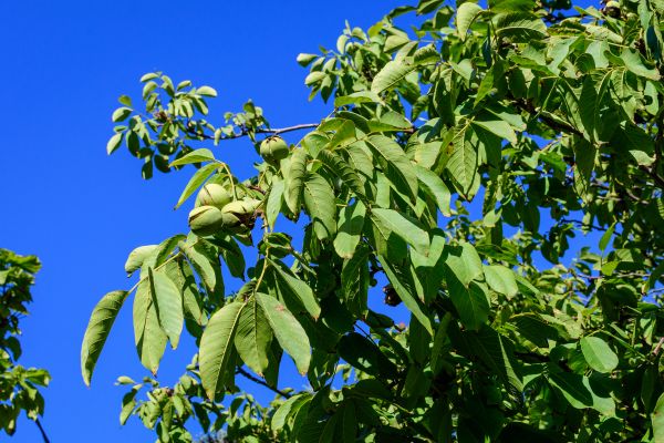 Walnut Tree Removal in Fishers