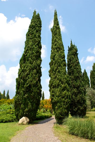 Cypress Tree Removal in Fishers