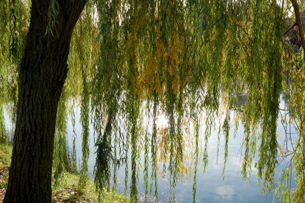 Willow Tree Removal in Fishers