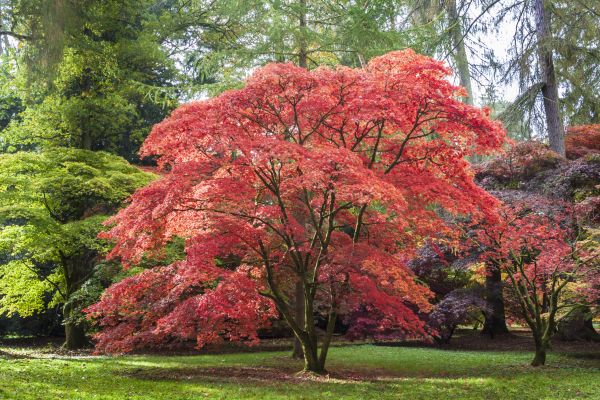 Maple Tree Removal in Fishers