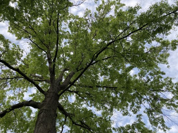 Oak Tree Removal in Fishers