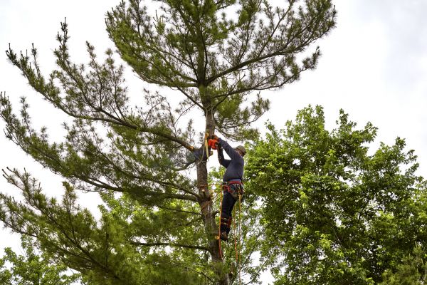 Pine Tree Removal in Fishers