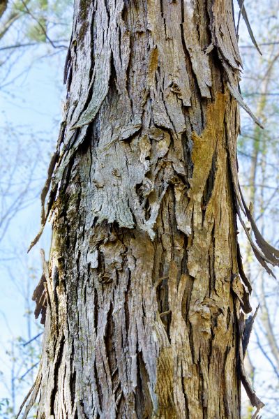 Hickory Tree Removal in Fishers