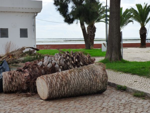 Palm Trees Removal in Fishers