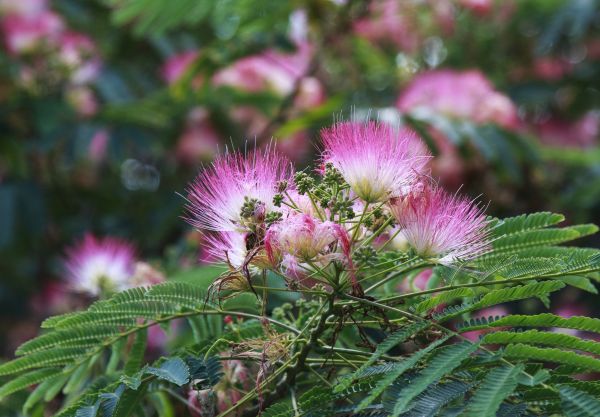 Mimosa Tree Removal in Fishers