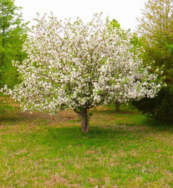 Dogwood Tree Removal in Fishers