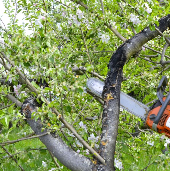 Apple Tree Removal in Fishers