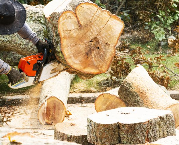 Tree Removal Service in Fishers