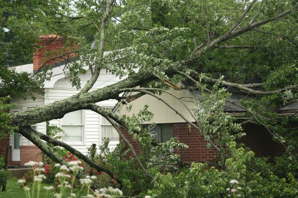 Emergency Tree Removal in Fishers