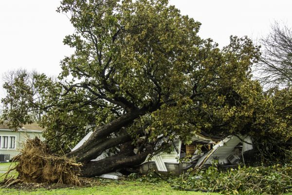 Fallen Tree Removal in Fishers