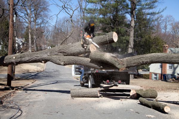 Residential Tree Removal in Fishers