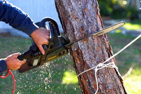 Dead Tree Removal in Fishers